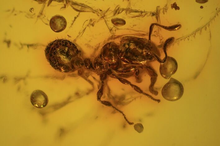 Fossil Ant (Formicidae) In Baltic Amber #69221